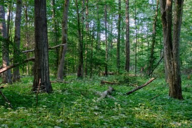 Bahar sabahı boynuz demeti ağaçlarıyla dolu zengin yaprak döken orman, Bialowieza Ormanı, Polonya, Avrupa