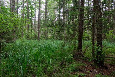 Bahar mevsimi bereketli yaprak döken ormanları, eski yaprak ağaçlarıyla, Bialowieza Ormanı, Polonya, Avrupa