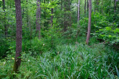 Bahar mevsimi bereketli yaprak döken ormanları, eski yaprak ağaçlarıyla, Bialowieza Ormanı, Polonya, Avrupa