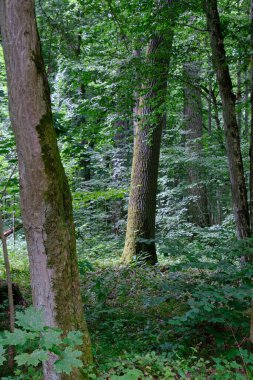 Yosun, kırık fasulyenin bir kısmını gençlerin önünde sarmış, Bialowieza Ormanı, Polonya, Avrupa