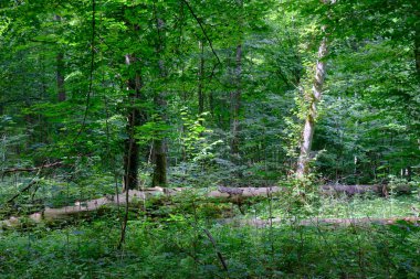 Yosun, kırık fasulyenin bir kısmını gençlerin önünde sarmış, Bialowieza Ormanı, Polonya, Avrupa