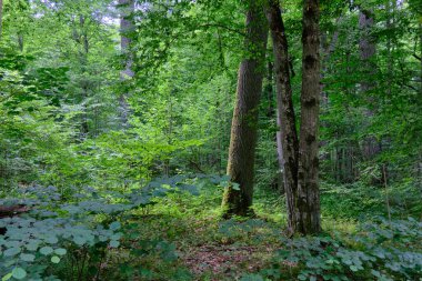 Yosun, kırık fasulyenin bir kısmını gençlerin önünde sarmış, Bialowieza Ormanı, Polonya, Avrupa