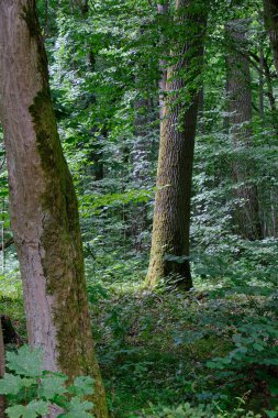 Yosun, kırık fasulyenin bir kısmını gençlerin önünde sarmış, Bialowieza Ormanı, Polonya, Avrupa