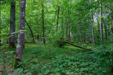 Yosun, kırık fasulyenin bir kısmını gençlerin önünde sarmış, Bialowieza Ormanı, Polonya, Avrupa