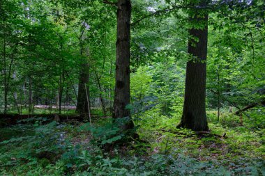 Yosun, kırık fasulyenin bir kısmını gençlerin önünde sarmış, Bialowieza Ormanı, Polonya, Avrupa