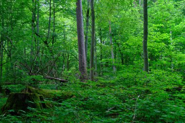 Yosun, kırık fasulyenin bir kısmını gençlerin önünde sarmış, Bialowieza Ormanı, Polonya, Avrupa