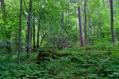 Yosun, kırık fasulyenin bir kısmını gençlerin önünde sarmış, Bialowieza Ormanı, Polonya, Avrupa
