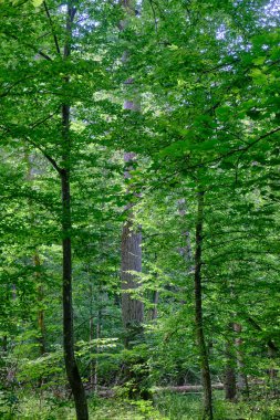 Gölgeli karışık ağaç standı önlerinde ladin ağaçları, Bialowieza Ormanı, Polonya, Avrupa
