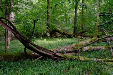 Yosun, kırık fasulyenin bir kısmını gençlerin önünde sarmış, Bialowieza Ormanı, Polonya, Avrupa