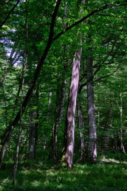 Yosun, kırık fasulyenin bir kısmını gençlerin önünde sarmış, Bialowieza Ormanı, Polonya, Avrupa