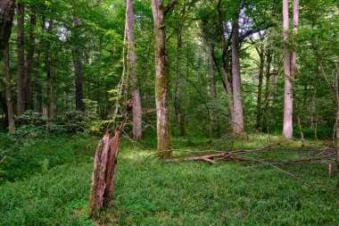 Yosun, kırık fasulyenin bir kısmını gençlerin önünde sarmış, Bialowieza Ormanı, Polonya, Avrupa