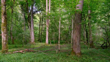 Yosun, kırık fasulyenin bir kısmını gençlerin önünde sarmış, Bialowieza Ormanı, Polonya, Avrupa