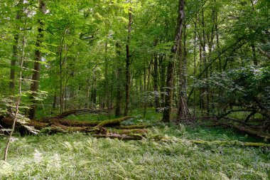Yosun, kırık fasulyenin bir kısmını gençlerin önünde sarmış, Bialowieza Ormanı, Polonya, Avrupa