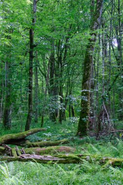 Yosun, kırık fasulyenin bir kısmını gençlerin önünde sarmış, Bialowieza Ormanı, Polonya, Avrupa