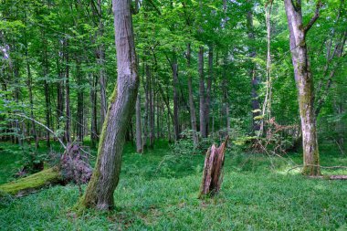 Yosun, kırık fasulyenin bir kısmını gençlerin önünde sarmış, Bialowieza Ormanı, Polonya, Avrupa