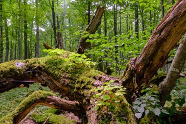 Etrafı eğreltiotlarıyla kaplanmış neredeyse tamamen yosun kaplı meşe ağacı dalları, Bialowieza Ormanı, Polonya, Avrupa