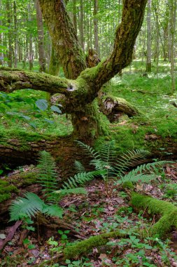 Etrafı eğreltiotlarıyla kaplanmış neredeyse tamamen yosun kaplı meşe ağacı dalları, Bialowieza Ormanı, Polonya, Avrupa