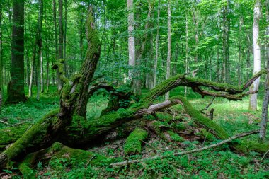 Etrafı eğreltiotlarıyla kaplanmış neredeyse tamamen yosun kaplı meşe ağacı dalları, Bialowieza Ormanı, Polonya, Avrupa