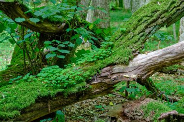 Etrafı eğreltiotlarıyla kaplanmış neredeyse tamamen yosun kaplı meşe ağacı dalları, Bialowieza Ormanı, Polonya, Avrupa