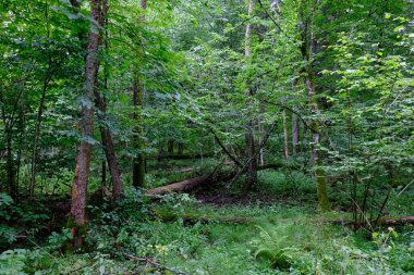 Yaz sonu zengin yaprak dökme standı, yaşlı ağaçlar ve yemyeşil yapraklar, Bialowieza Ormanı, Polonya, Avrupa 
