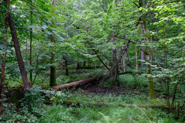 Yaz sonu zengin yaprak dökme standı, yaşlı ağaçlar ve yemyeşil yapraklar, Bialowieza Ormanı, Polonya, Avrupa 