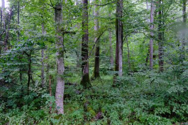Yaz sonu zengin yaprak dökme standı, yaşlı ağaçlar ve yemyeşil yapraklar, Bialowieza Ormanı, Polonya, Avrupa 