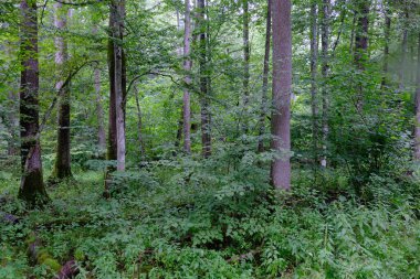 Yaz sonu zengin yaprak dökme standı, yaşlı ağaçlar ve yemyeşil yapraklar, Bialowieza Ormanı, Polonya, Avrupa 