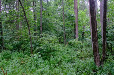 Yaz sonu zengin yaprak dökme standı, yaşlı ağaçlar ve yemyeşil yapraklar, Bialowieza Ormanı, Polonya, Avrupa 