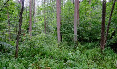 Yaz sonu zengin yaprak dökme standı, yaşlı ağaçlar ve yemyeşil yapraklar, Bialowieza Ormanı, Polonya, Avrupa 