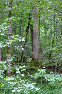 Yaz sonu zengin yaprak dökme standı, yaşlı ağaçlar ve yemyeşil yapraklar, Bialowieza Ormanı, Polonya, Avrupa 