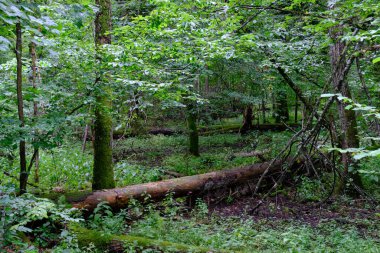 Yaz sonu zengin yaprak dökme standı, yaşlı ağaçlar ve yemyeşil yapraklar, Bialowieza Ormanı, Polonya, Avrupa 