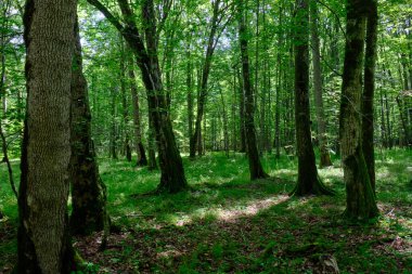 Yosun, yaz aylarında yaprak döken orman, Bialowieza Ormanı, Polonya ve Avrupa 'da yaşlı ve gençleri sarıp sarmaladı.