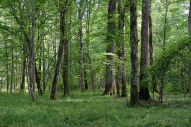 Yosun, yaz aylarında yaprak döken orman, Bialowieza Ormanı, Polonya ve Avrupa 'da yaşlı ve gençleri sarıp sarmaladı.