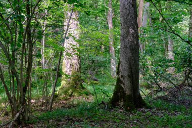 Yosun, yaşlı ağaçları ve gençleri güneşli yaprak döken ormanlara, Bialowieza Ormanına, Polonya ve Avrupa 'ya sardı.