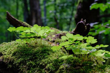 Odaklanamayan yosunlu arka plan, Bialowieza Ormanı, Polonya ve Avrupa 'ya yakın çekim (Oxalis asetosella) bitkisi
