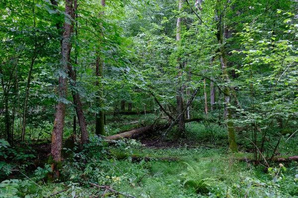 Yaz sonu zengin yaprak dökme standı, yaşlı ağaçlar ve yemyeşil yapraklar, Bialowieza Ormanı, Polonya, Avrupa 