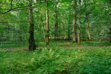 Yaz sonu zengin yaprak dökme standı, yaşlı ağaçlar ve yemyeşil yapraklar, Bialowieza Ormanı, Polonya, Avrupa