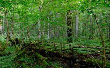 Yaz sonu zengin yaprak dökme standı, yaşlı ağaçlar ve yemyeşil yapraklar, Bialowieza Ormanı, Polonya, Avrupa