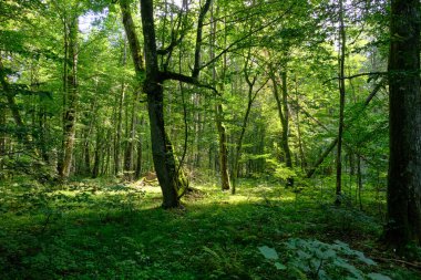 Yaz sonu zengin yaprak dökme standı, yaşlı ağaçlar ve yemyeşil yapraklar, Bialowieza Ormanı, Polonya, Avrupa