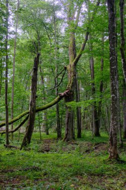 Yaz sonu zengin yaprak dökme standı, yaşlı ağaçlar ve yemyeşil yapraklar, Bialowieza Ormanı, Polonya, Avrupa