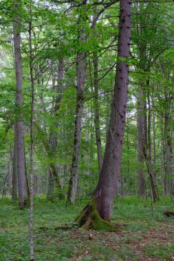 Yaz sonu zengin yaprak dökme standı, yaşlı ağaçlar ve yemyeşil yapraklar, Bialowieza Ormanı, Polonya, Avrupa