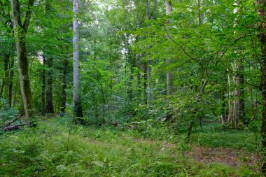 Yaz sonu zengin yaprak dökme standı, yaşlı ağaçlar ve yemyeşil yapraklar, Bialowieza Ormanı, Polonya, Avrupa