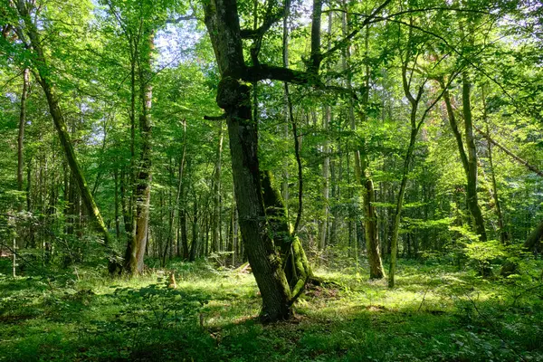 Yaz sonu zengin yaprak dökme standı, yaşlı ağaçlar ve yemyeşil yapraklar, Bialowieza Ormanı, Polonya, Avrupa