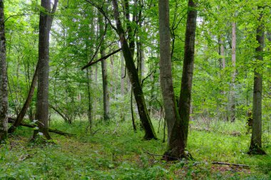 Yaz sonu zengin yaprak dökme standı, yaşlı ağaçlar ve yemyeşil yapraklar, Bialowieza Ormanı, Polonya, Avrupa