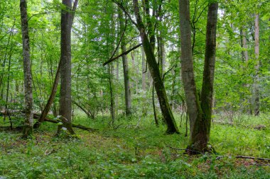 Yaz sonu zengin yaprak dökme standı, yaşlı ağaçlar ve yemyeşil yapraklar, Bialowieza Ormanı, Polonya, Avrupa
