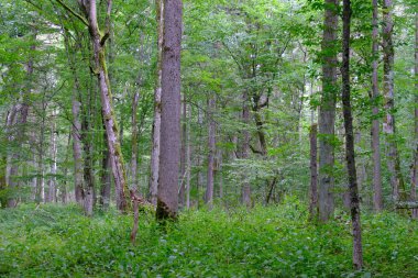 Yaz sonu zengin yaprak dökme standı, yaşlı ağaçlar ve yemyeşil yapraklar, Bialowieza Ormanı, Polonya, Avrupa