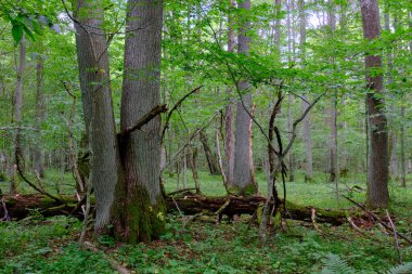 Yaz sonu zengin yaprak dökme standı, yaşlı ağaçlar ve yemyeşil yapraklar, Bialowieza Ormanı, Polonya, Avrupa