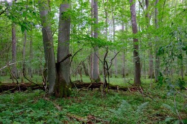 Yaz sonu zengin yaprak dökme standı, yaşlı ağaçlar ve yemyeşil yapraklar, Bialowieza Ormanı, Polonya, Avrupa