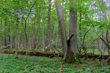 Yaz sonu zengin yaprak dökme standı, yaşlı ağaçlar ve yemyeşil yapraklar, Bialowieza Ormanı, Polonya, Avrupa