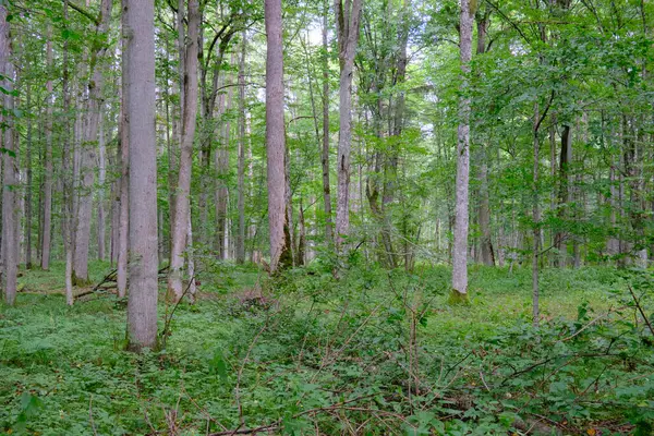 Yaz sonu zengin yaprak dökme standı, yaşlı ağaçlar ve yemyeşil yapraklar, Bialowieza Ormanı, Polonya, Avrupa